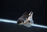 Juvenile Thai Oranda  Panda 3.5 Inch (ID#1217To12c-74) Free2Day SHIPPING