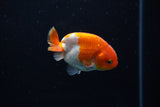 Baby Ranchu  Red White 2.5 Inch (ID#1129R9c-42) Free2Day SHIPPING