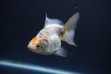 Ryukin  Calico 3.5 Inch (ID#1011Ry7a-4) Free2Day SHIPPING