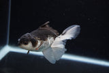 Juvenile Thai Oranda  Panda 3.5 Inch (ID#1217To12c-74) Free2Day SHIPPING