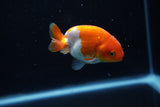 Baby Ranchu  Red White 2.5 Inch (ID#1129R9c-42) Free2Day SHIPPING