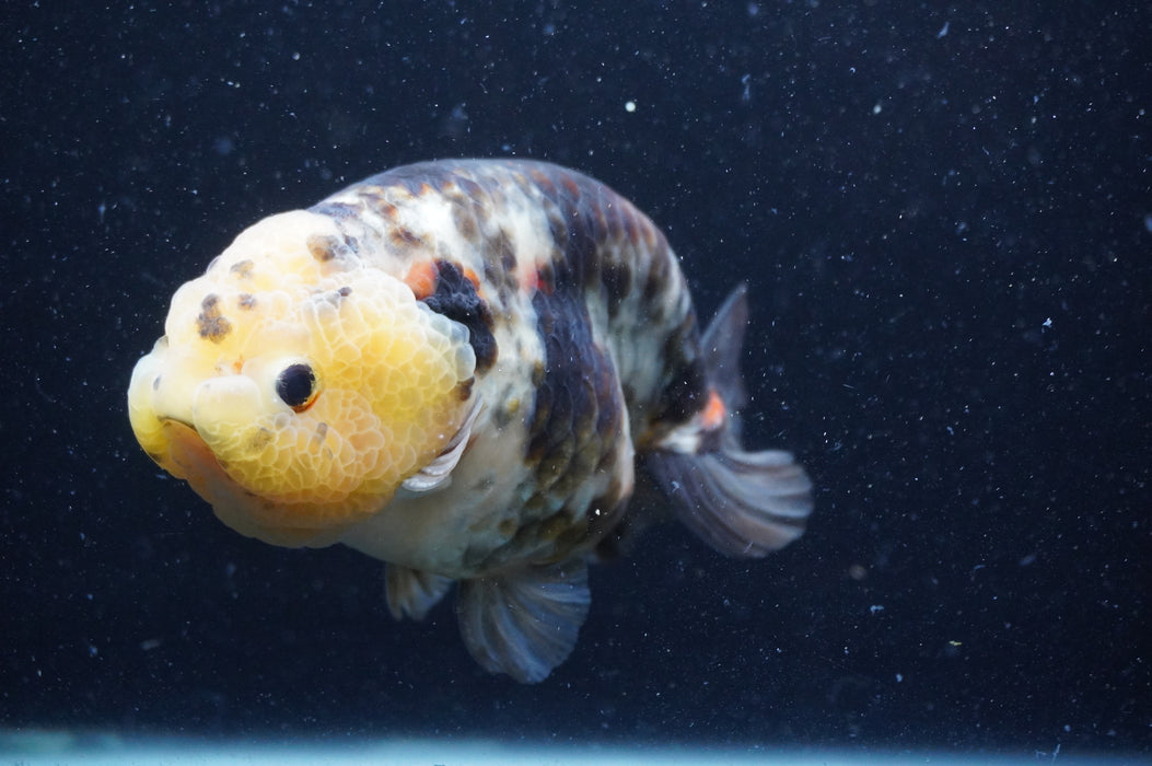 Milk Cow Ranchu  Calico 5 Inch (ID#408R10c-100) Free2Day SHIPPING