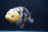 Milk Cow Ranchu  Calico 5 Inch (ID#408R10c-100) Free2Day SHIPPING