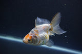 Ryukin  Calico 3.5 Inch (ID#1011Ry7a-4) Free2Day SHIPPING