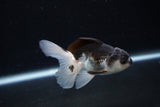 Juvenile Thai Oranda  Panda 3.5 Inch (ID#1217To12c-74) Free2Day SHIPPING