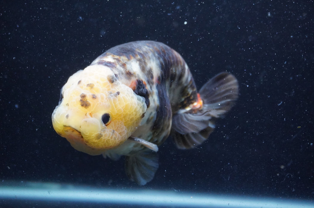 Milk Cow Ranchu  Calico 5 Inch (ID#408R10c-100) Free2Day SHIPPING