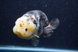 Milk Cow Ranchu  Calico 5 Inch (ID#408R10c-100) Free2Day SHIPPING