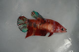 Giant Nemo Koi Galaxy  Plakat Female Betta (ID#801-F501) Free2Day SHIPPING