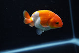 Baby Ranchu  Red White 2.5 Inch (ID#1129R9c-42) Free2Day SHIPPING