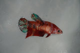 Giant Nemo Koi Galaxy  Plakat Female Betta (ID#801-F501) Free2Day SHIPPING