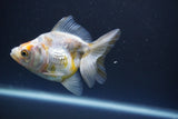 Ryukin  Calico 3.5 Inch (ID#1011Ry7a-4) Free2Day SHIPPING