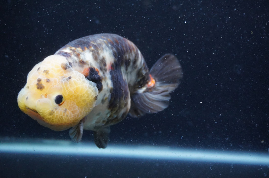 Milk Cow Ranchu  Calico 5 Inch (ID#408R10c-100) Free2Day SHIPPING