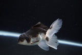 Juvenile Thai Oranda  Panda 3.5 Inch (ID#1217To12c-74) Free2Day SHIPPING