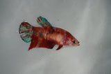 Giant Nemo Koi Galaxy  Plakat Female Betta (ID#801-F501) Free2Day SHIPPING