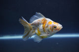 Ryukin  Calico 3.5 Inch (ID#1011Ry7a-4) Free2Day SHIPPING