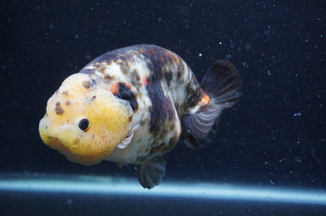 Milk Cow Ranchu  Calico 5 Inch (ID#408R10c-100) Free2Day SHIPPING