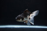 Juvenile Thai Oranda  Panda 3.5 Inch (ID#1217To12c-74) Free2Day SHIPPING