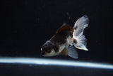 Juvenile Thai Oranda  Panda 3.5 Inch (ID#1217To12c-74) Free2Day SHIPPING