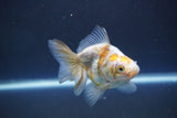 Ryukin  Calico 3.5 Inch (ID#1011Ry7a-4) Free2Day SHIPPING