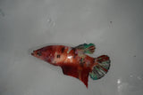 Giant Nemo Koi Galaxy  Plakat Female Betta (ID#801-F501) Free2Day SHIPPING