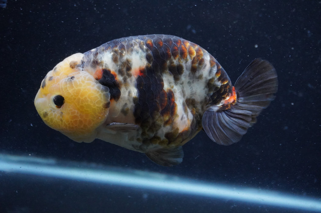 Milk Cow Ranchu  Calico 5 Inch (ID#408R10c-100) Free2Day SHIPPING