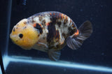 Milk Cow Ranchu  Calico 5 Inch (ID#408R10c-100) Free2Day SHIPPING
