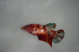 Giant Nemo Koi Galaxy  Plakat Female Betta (ID#801-F501) Free2Day SHIPPING