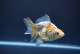 Ryukin  Calico 3.5 Inch (ID#1011Ry7a-4) Free2Day SHIPPING