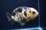 Milk Cow Ranchu  Calico 5 Inch (ID#408R10c-100) Free2Day SHIPPING