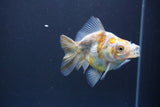 Ryukin  Calico 3.5 Inch (ID#1011Ry7a-4) Free2Day SHIPPING