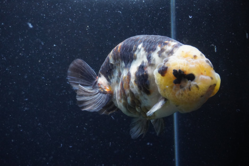 Milk Cow Ranchu  Calico 5 Inch (ID#408R10c-100) Free2Day SHIPPING