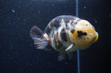 Milk Cow Ranchu  Calico 5 Inch (ID#408R10c-100) Free2Day SHIPPING