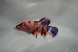 Giant Nemo Koi Galaxy  Plakat Female Betta (ID#801-F502) Free2Day SHIPPING