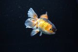 Juvenile Thai Oranda  Tricolor 4 Inch (ID#1217To12c-75) Free2Day SHIPPING