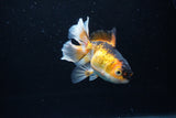 Juvenile Thai Oranda  Tricolor 4 Inch (ID#1217To12c-75) Free2Day SHIPPING