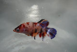 Giant Nemo Koi Galaxy  Plakat Female Betta (ID#801-F502) Free2Day SHIPPING