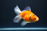 Ryukin  Calico 4.5 Inch (ID#1015Ry7a-1) Free2Day SHIPPING