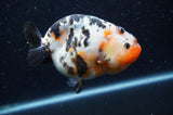 Milk Cow Ranchu  Calico 4.5 Inch (ID#408R10c-101) Free2Day SHIPPING