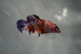 Giant Nemo Koi Galaxy  Plakat Female Betta (ID#801-F502) Free2Day SHIPPING