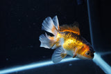 Juvenile Thai Oranda  Tricolor 4 Inch (ID#1217To12c-75) Free2Day SHIPPING