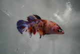 Giant Nemo Koi Galaxy  Plakat Female Betta (ID#801-F502) Free2Day SHIPPING