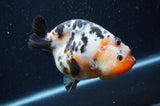 Milk Cow Ranchu  Calico 4.5 Inch (ID#408R10c-101) Free2Day SHIPPING