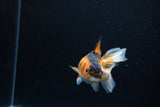 Juvenile Thai Oranda  Tricolor 4 Inch (ID#1217To12c-75) Free2Day SHIPPING