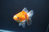 Ryukin  Calico 4.5 Inch (ID#1015Ry7a-1) Free2Day SHIPPING