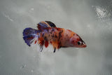 Giant Nemo Koi Galaxy  Plakat Female Betta (ID#801-F502) Free2Day SHIPPING