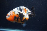 Milk Cow Ranchu  Calico 4.5 Inch (ID#408R10c-101) Free2Day SHIPPING