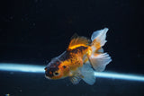 Juvenile Thai Oranda  Tricolor 4 Inch (ID#1217To12c-75) Free2Day SHIPPING