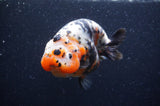 Milk Cow Ranchu  Calico 4.5 Inch (ID#408R10c-101) Free2Day SHIPPING