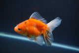 Ryukin  Calico 4.5 Inch (ID#1015Ry7a-1) Free2Day SHIPPING