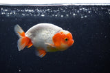 Juvenile Lionchu  Red White 3.5 Inch (ID#228R11b-24) Free2Day SHIPPING